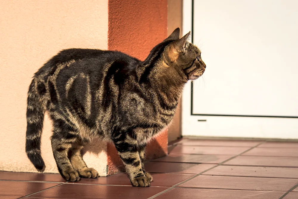 Asian tabby cat