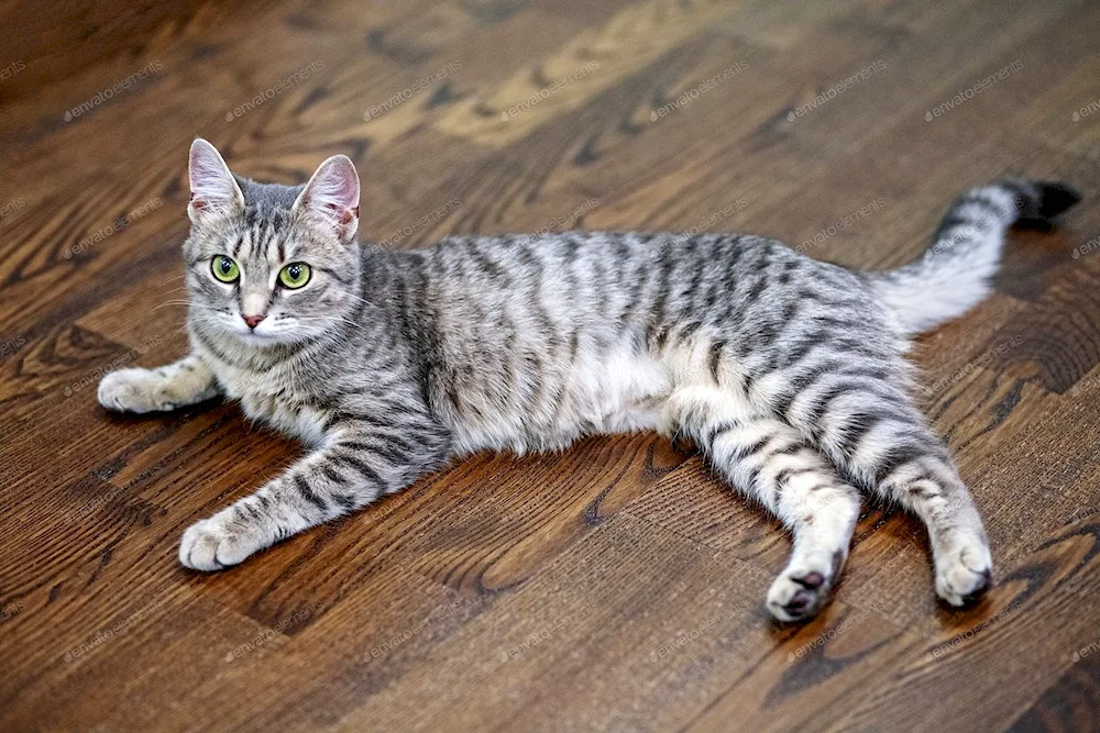 Asian tabby cat striped