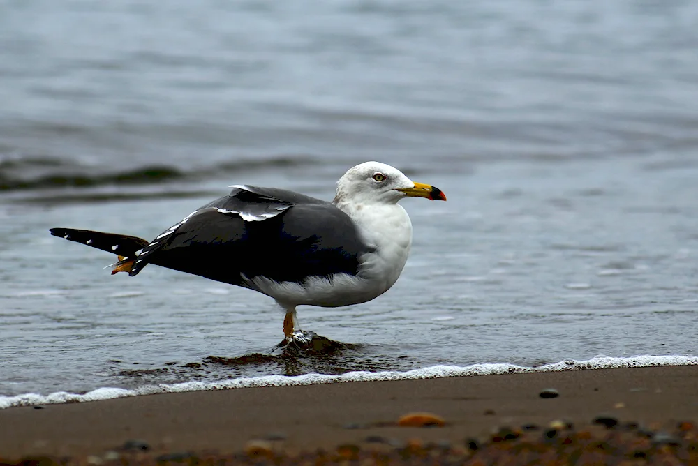 Baltic Sea cormorant