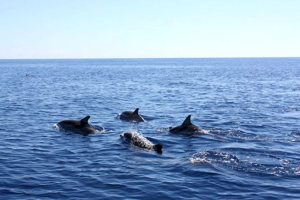 Azov Dolphin Azovka