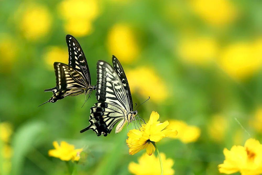 Baikal butterfly