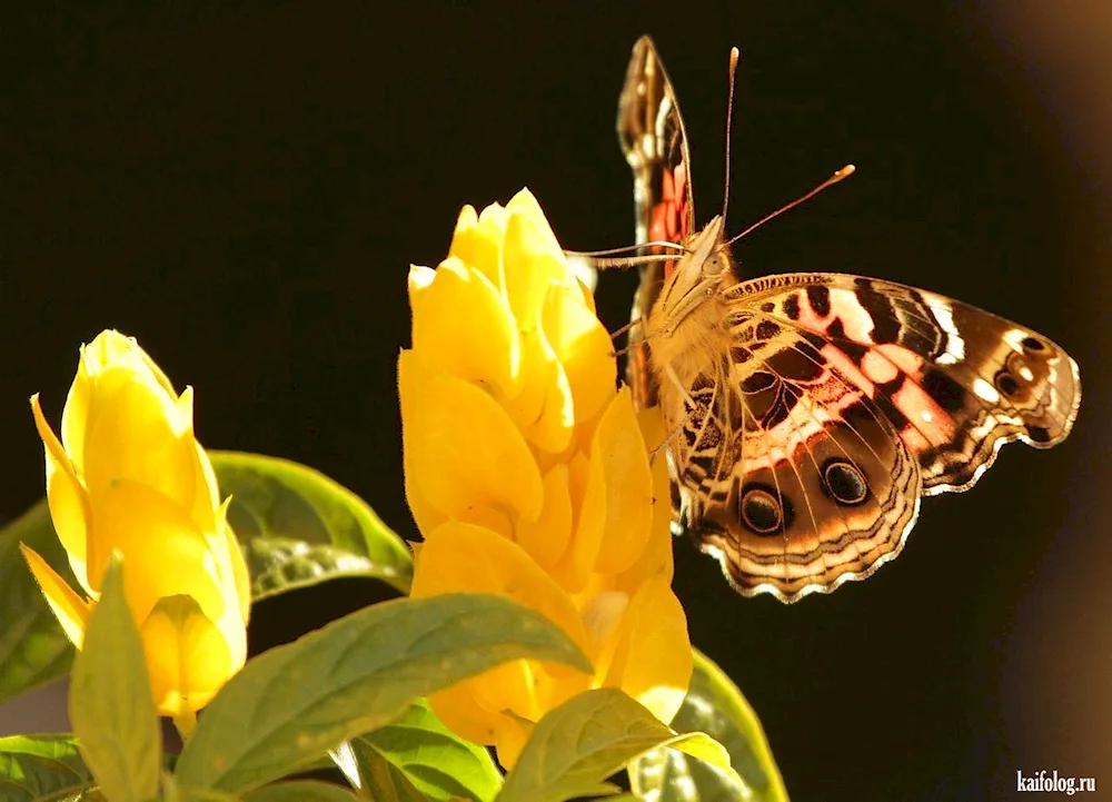 Yellow butterfly