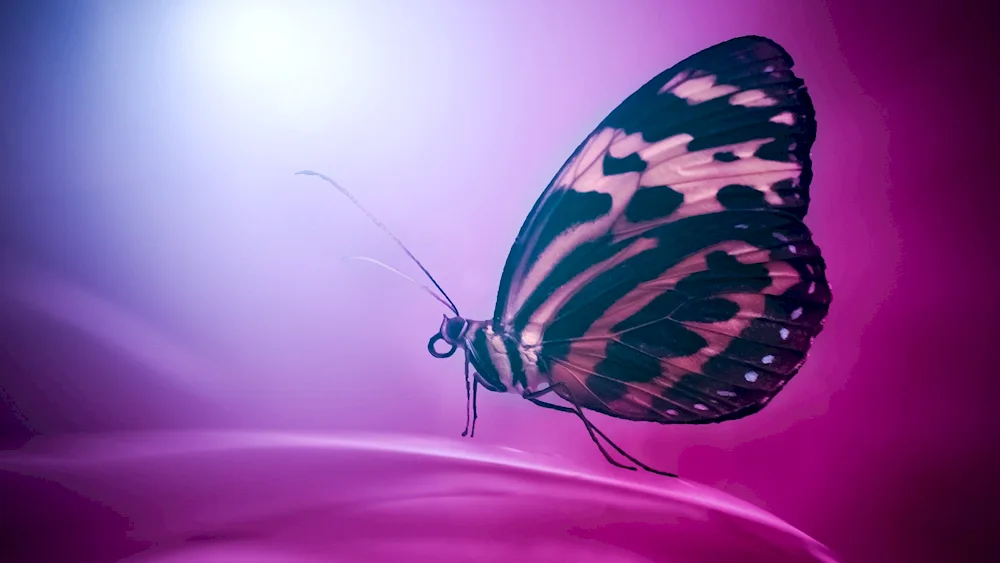 Butterfly