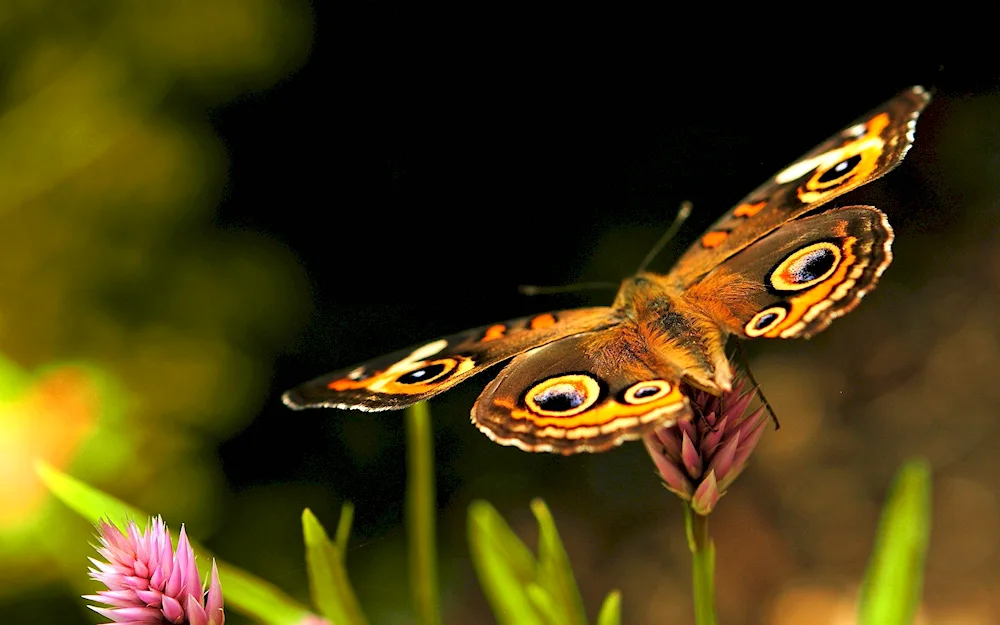 Moss Butterfly