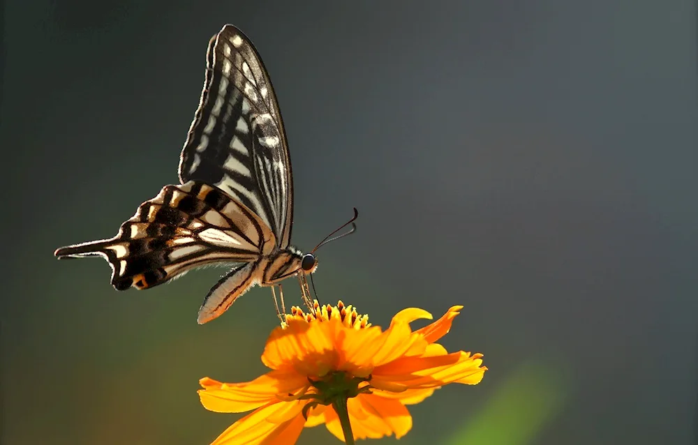 Butterfly Adelaide Monarch