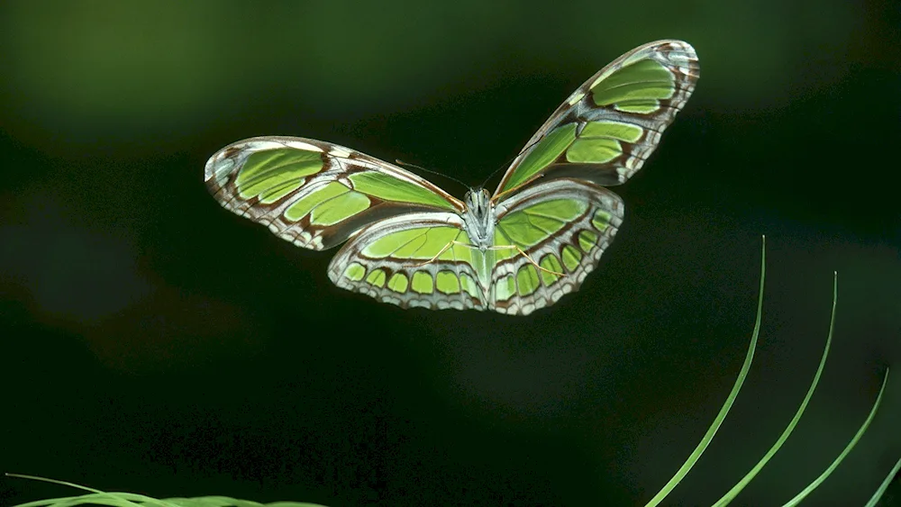 Butterfly in the field