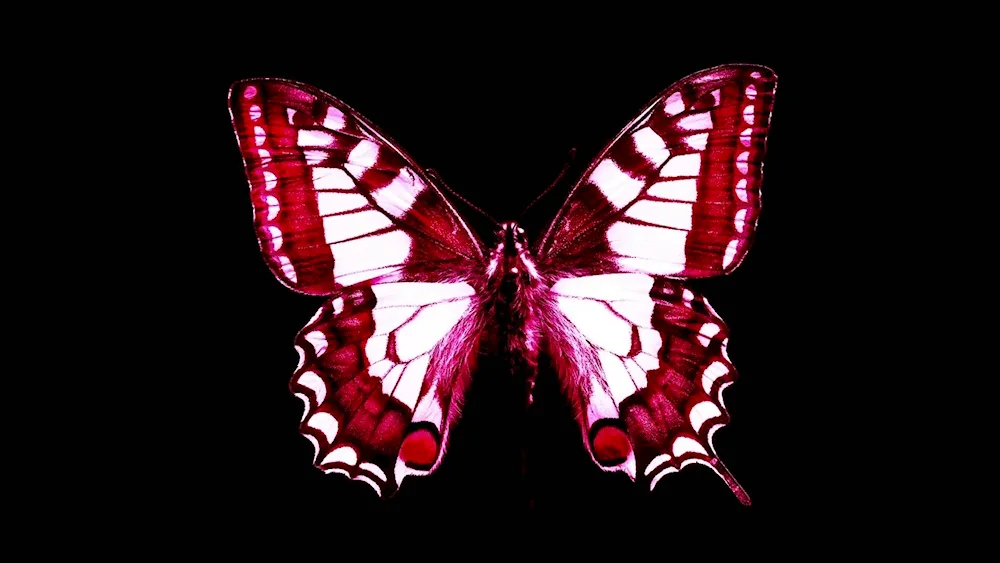 Red Butterfly