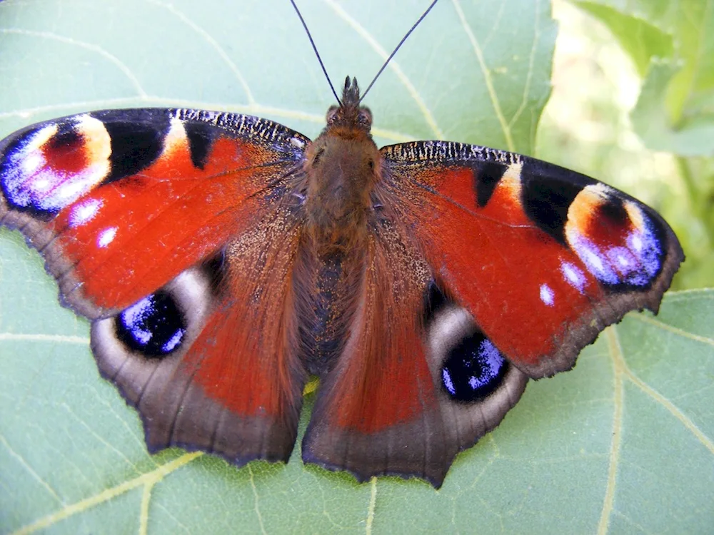 Peacock eye butterfly