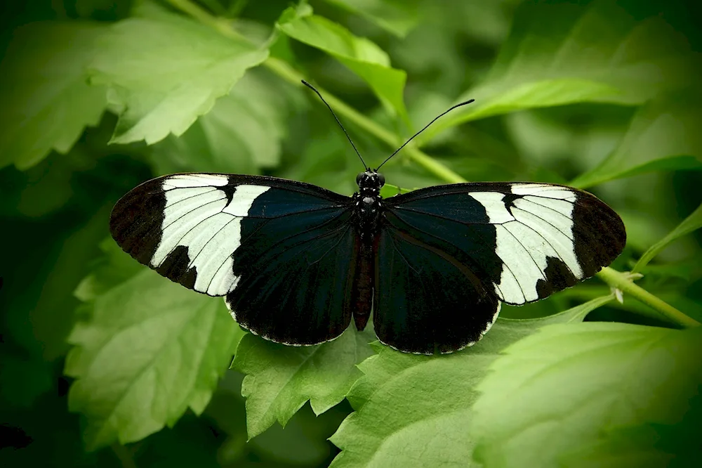 Butterfly Butterfly Black