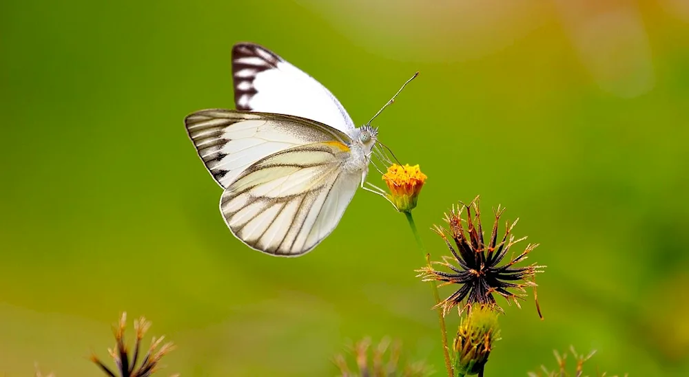 Butterfly white