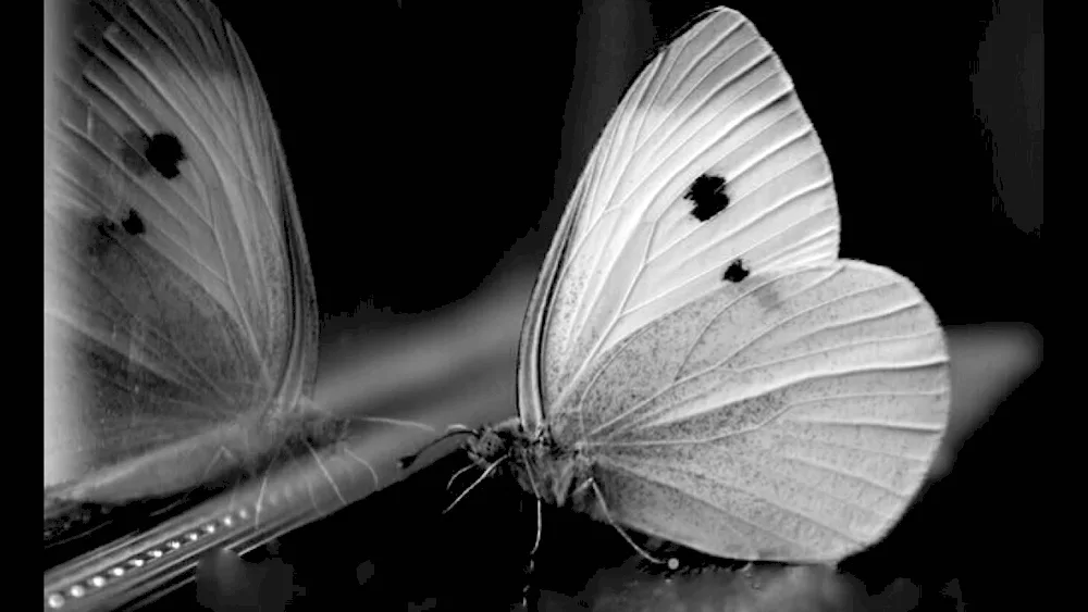 Butterfly white