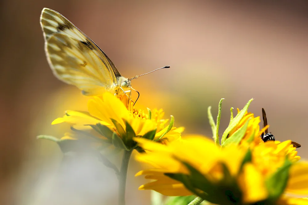 White yellow butterflies