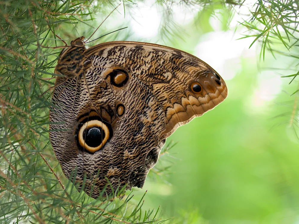 Peacock eye butterfly Mimicry