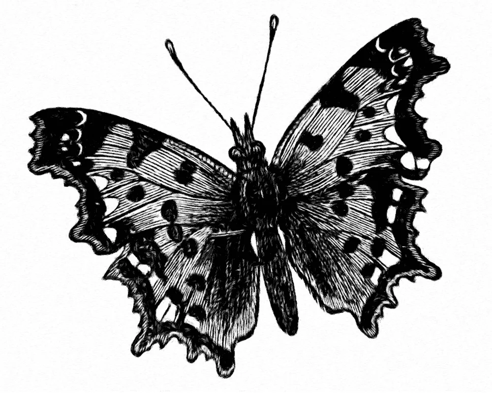 Butterfly stencils bb