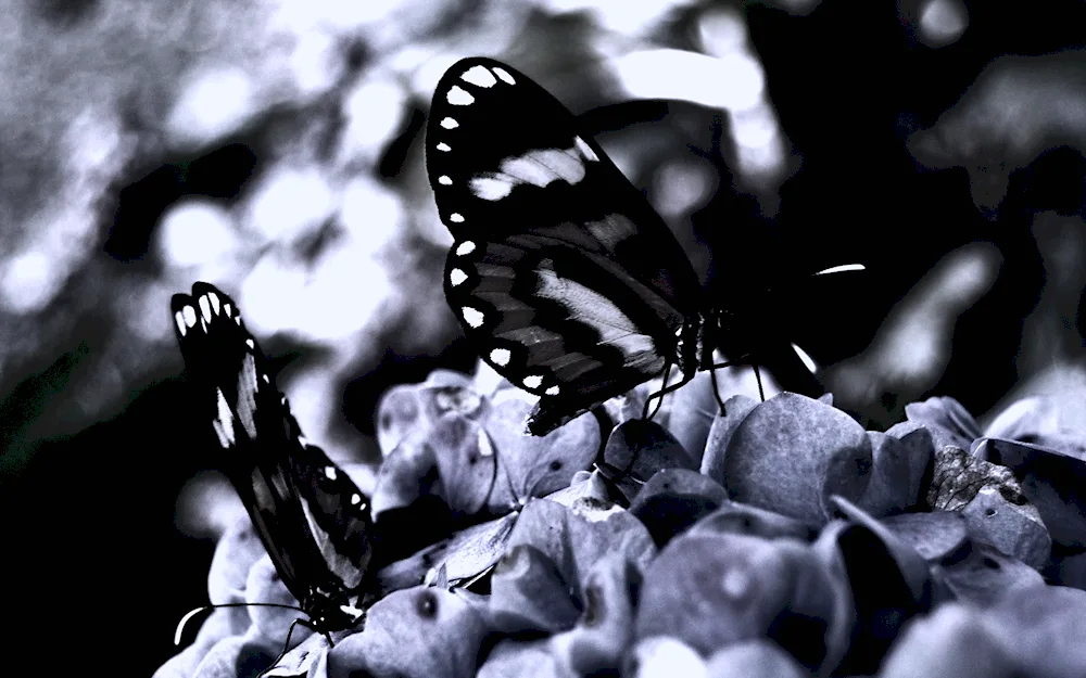 Butterfly black