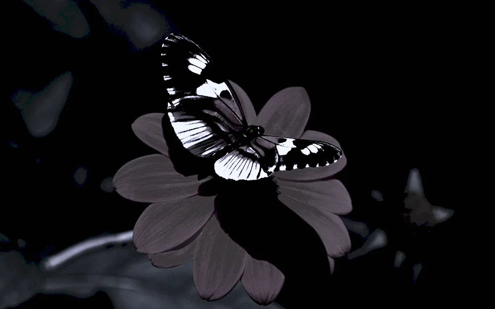 Butterfly black