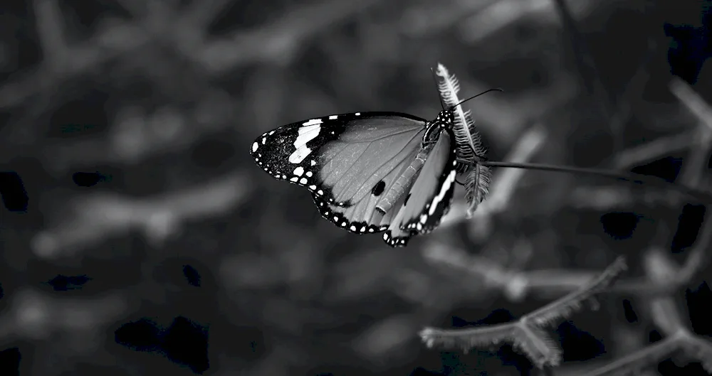 Butterfly black