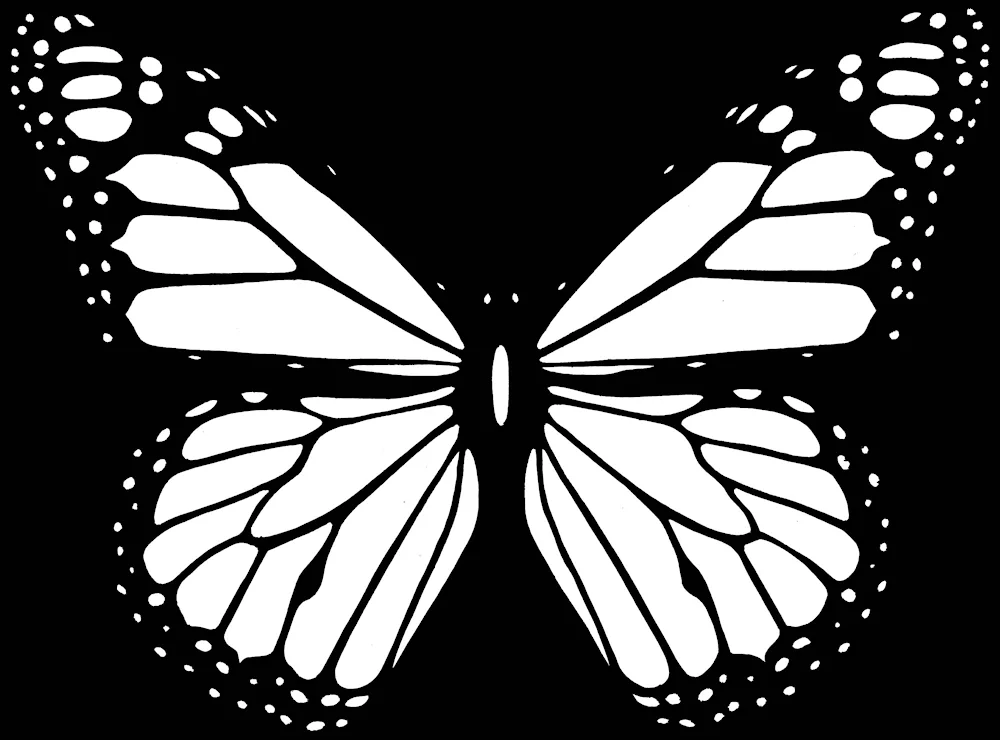 Butterfly black and white