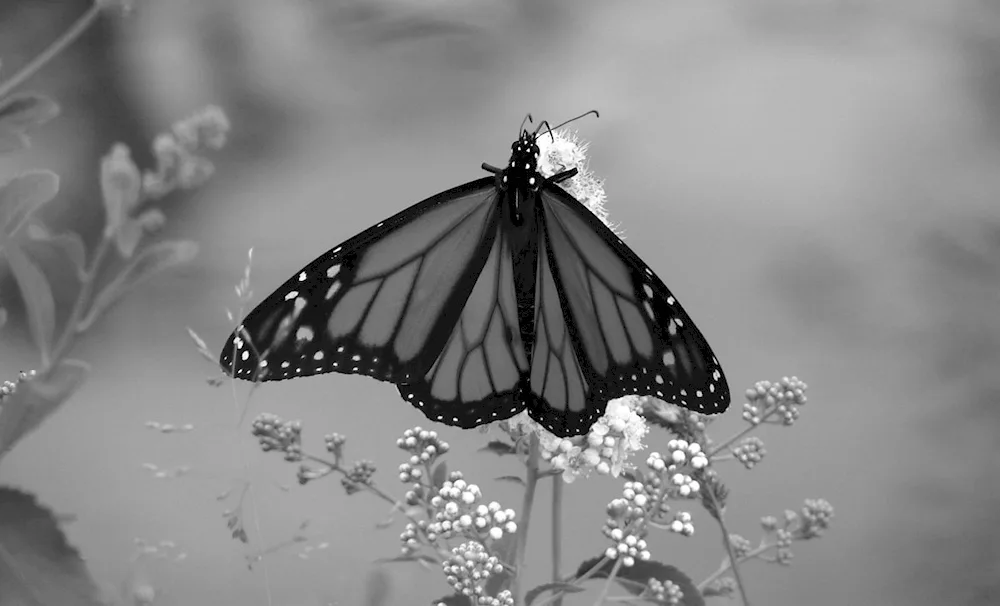 Butterfly black white