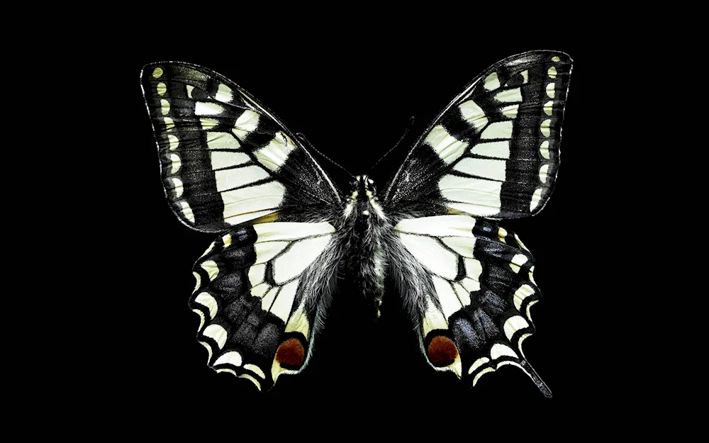 Butterfly black white