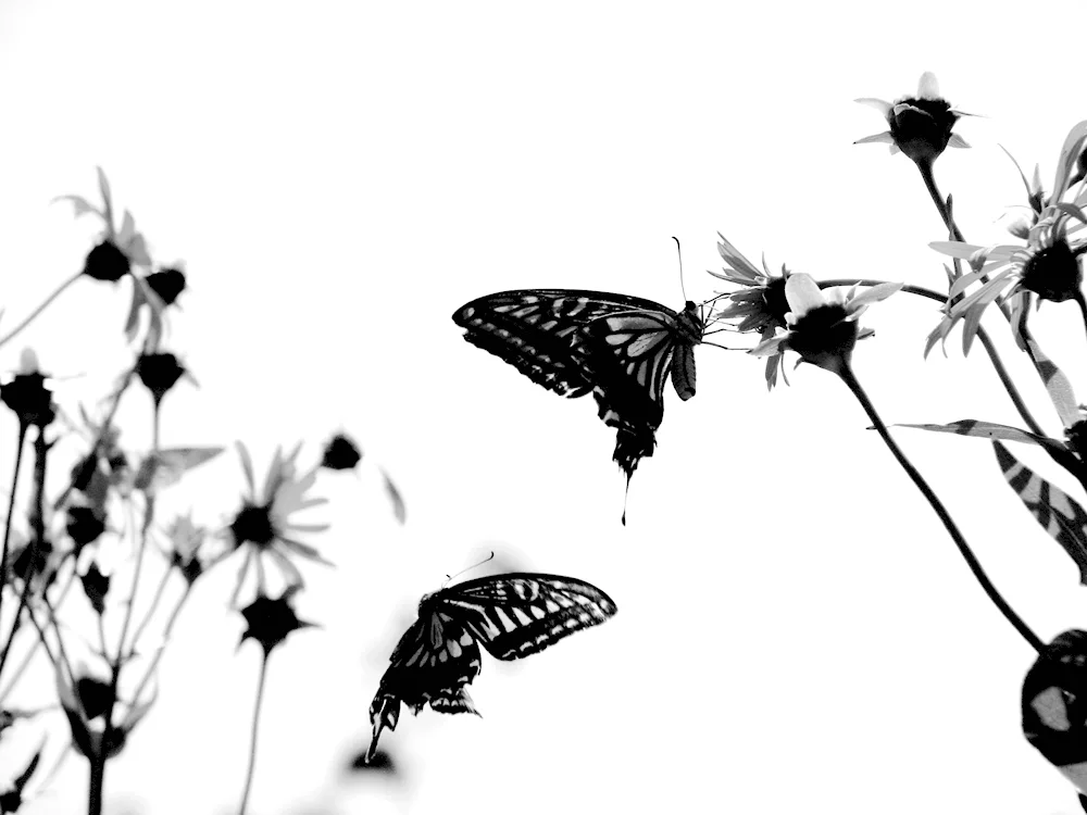 Butterfly black white