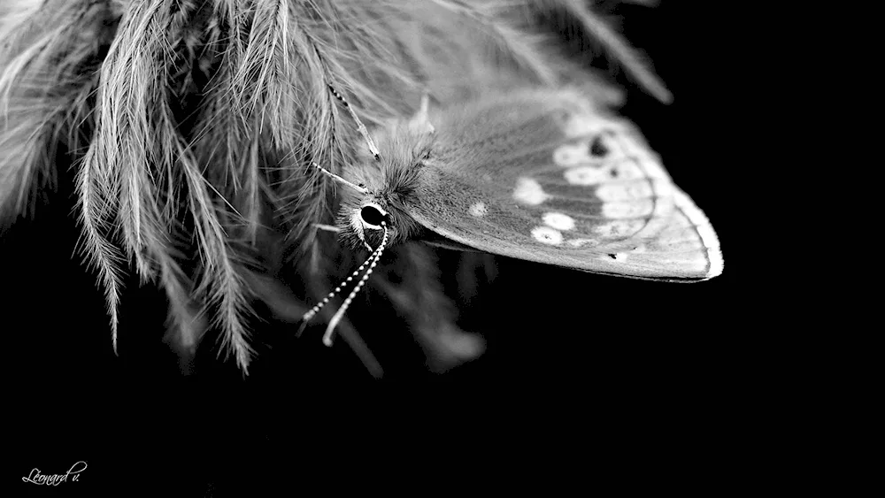 Butterfly black white