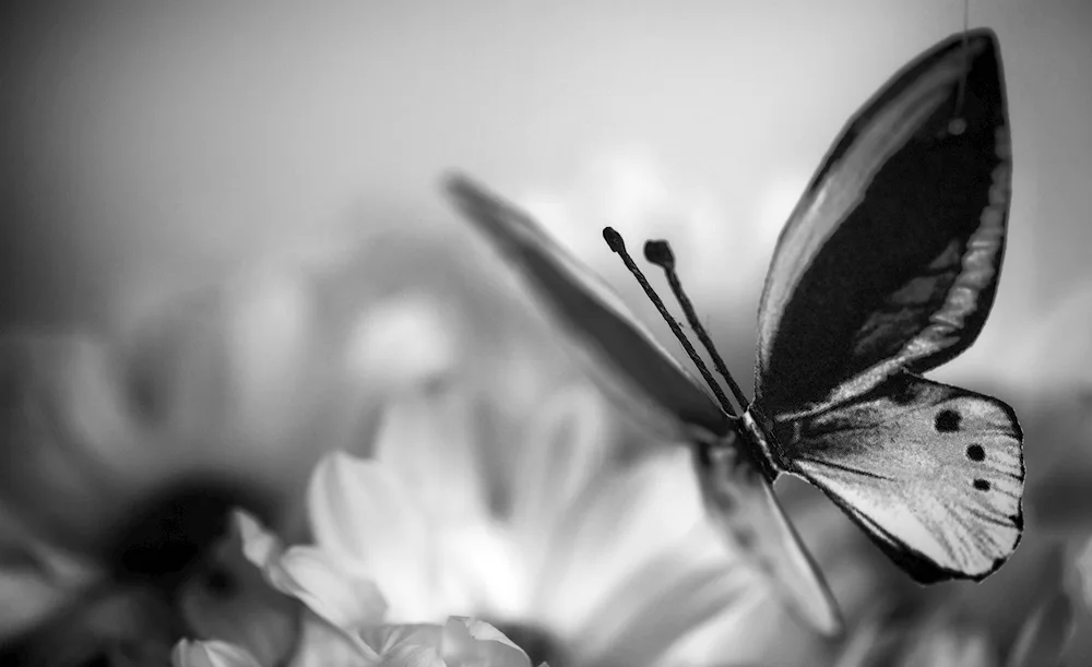 Butterfly black and white