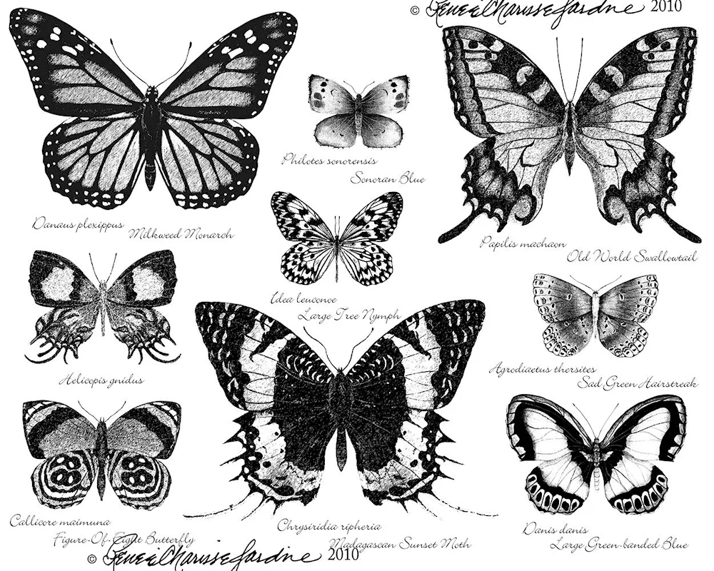 Butterfly patterns