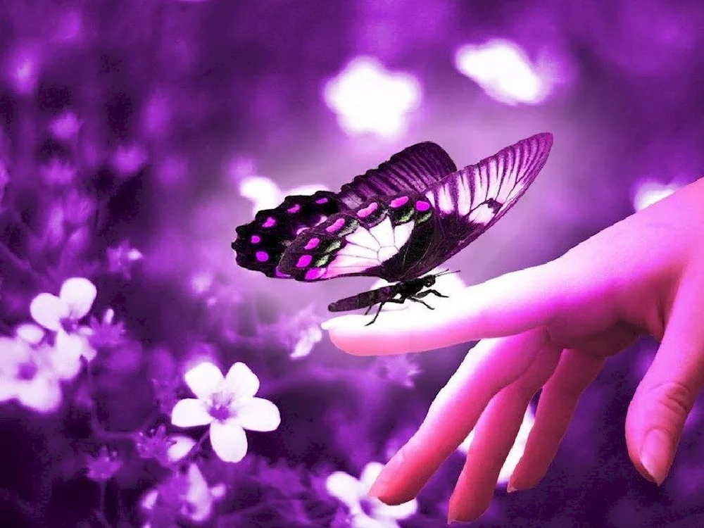 Purple butterfly