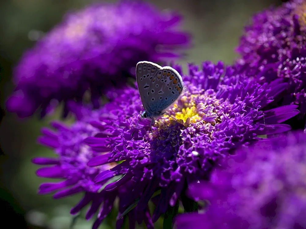 Butterfly on flower