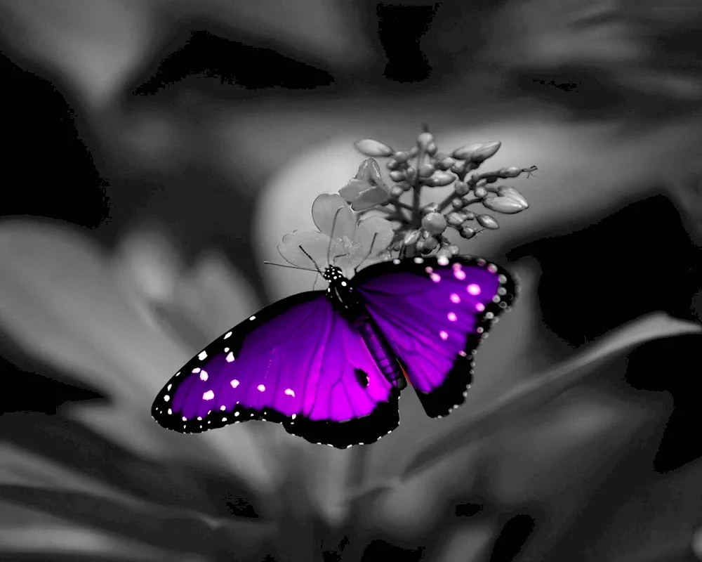 Butterfly purple