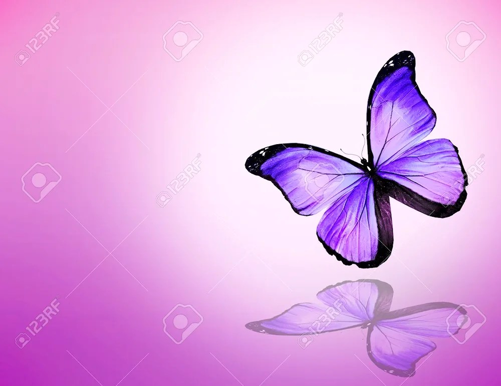 Violet butterfly