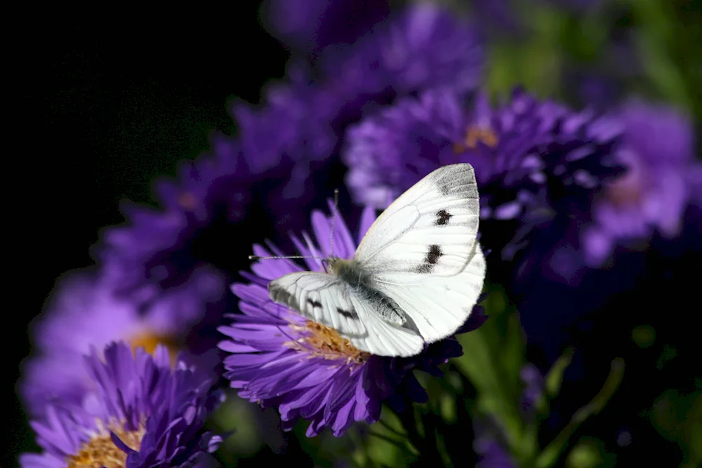 Violet butterfly