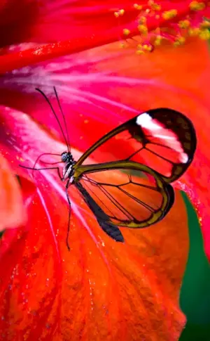 Butterfly Greta oto