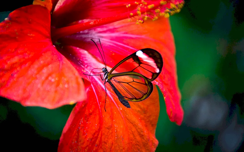 Butterfly Greta oto