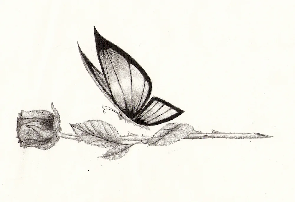 Butterfly drawing