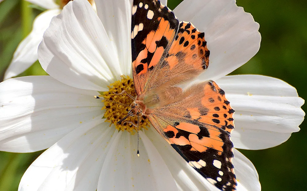 Butterflies in flowers