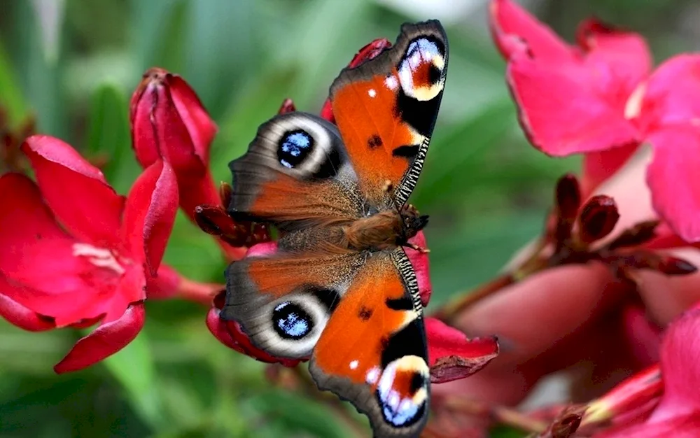 Blue butterfly