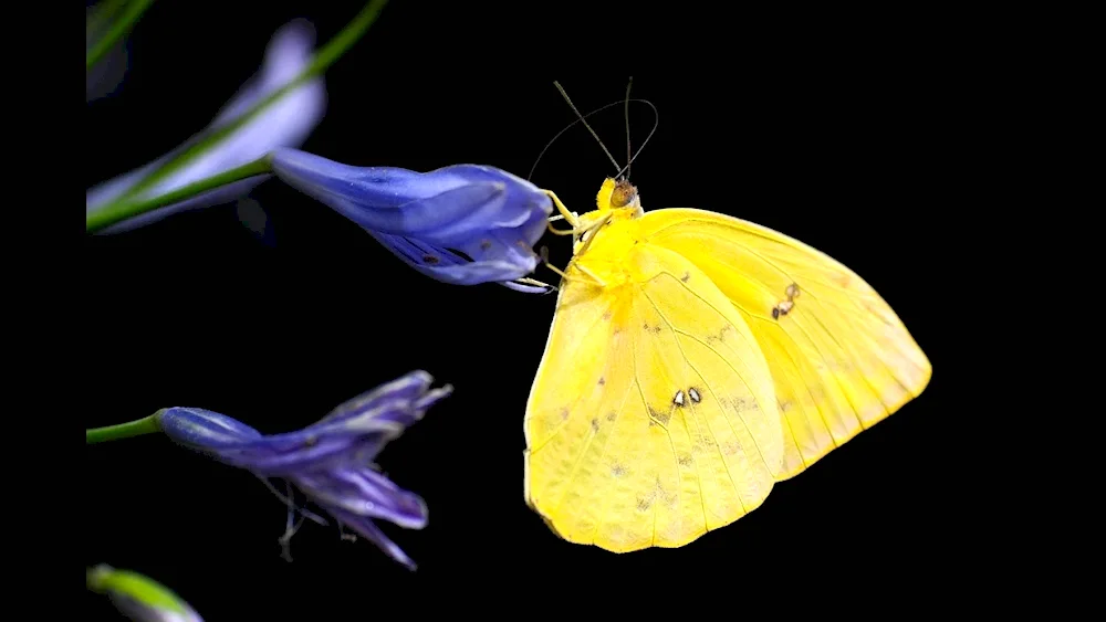 Lemongrass butterfly