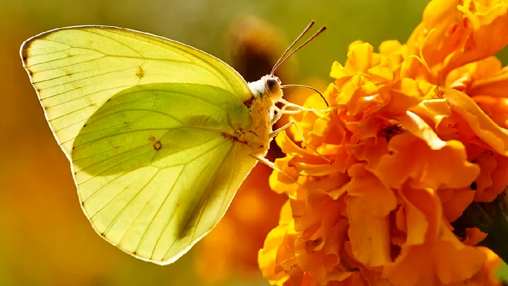 Lemongrass butterfly