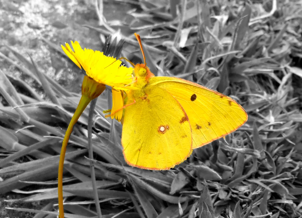 Lemonberry butterfly