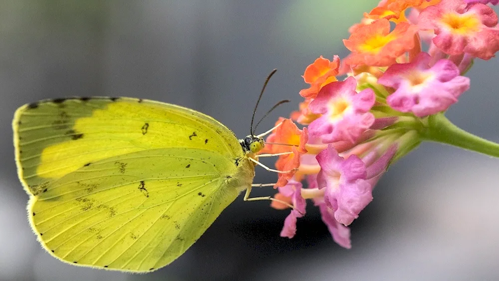 White yellow butterfly