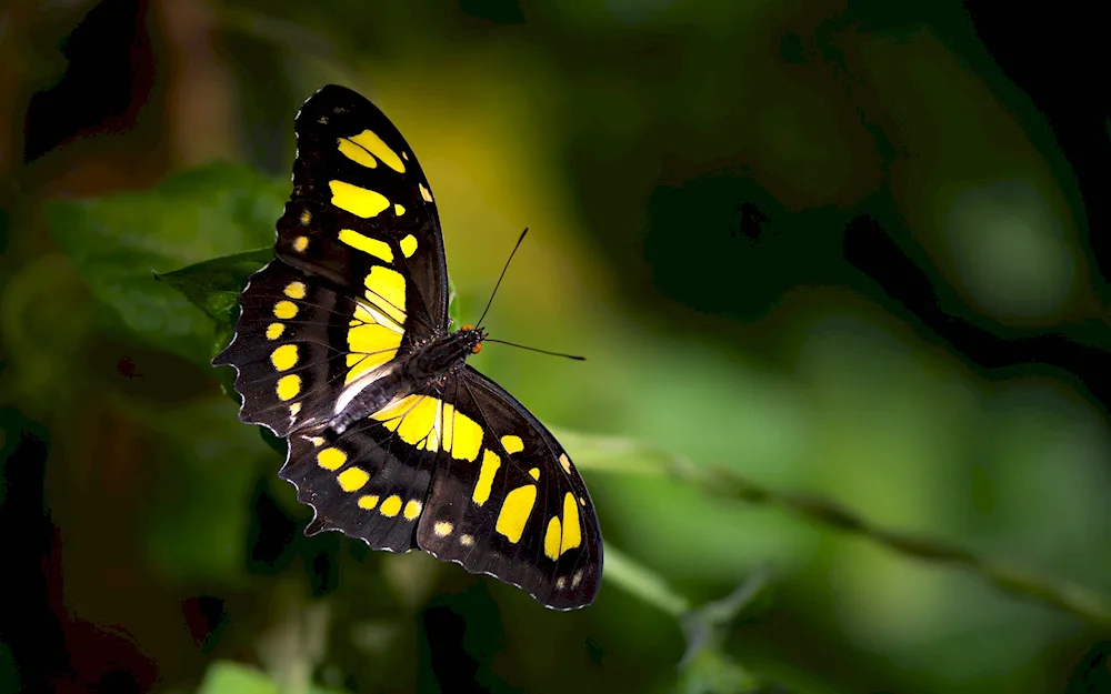 Macro butterfly