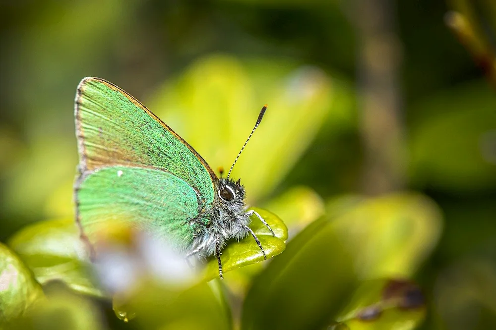 Butterfly Malinnitsa