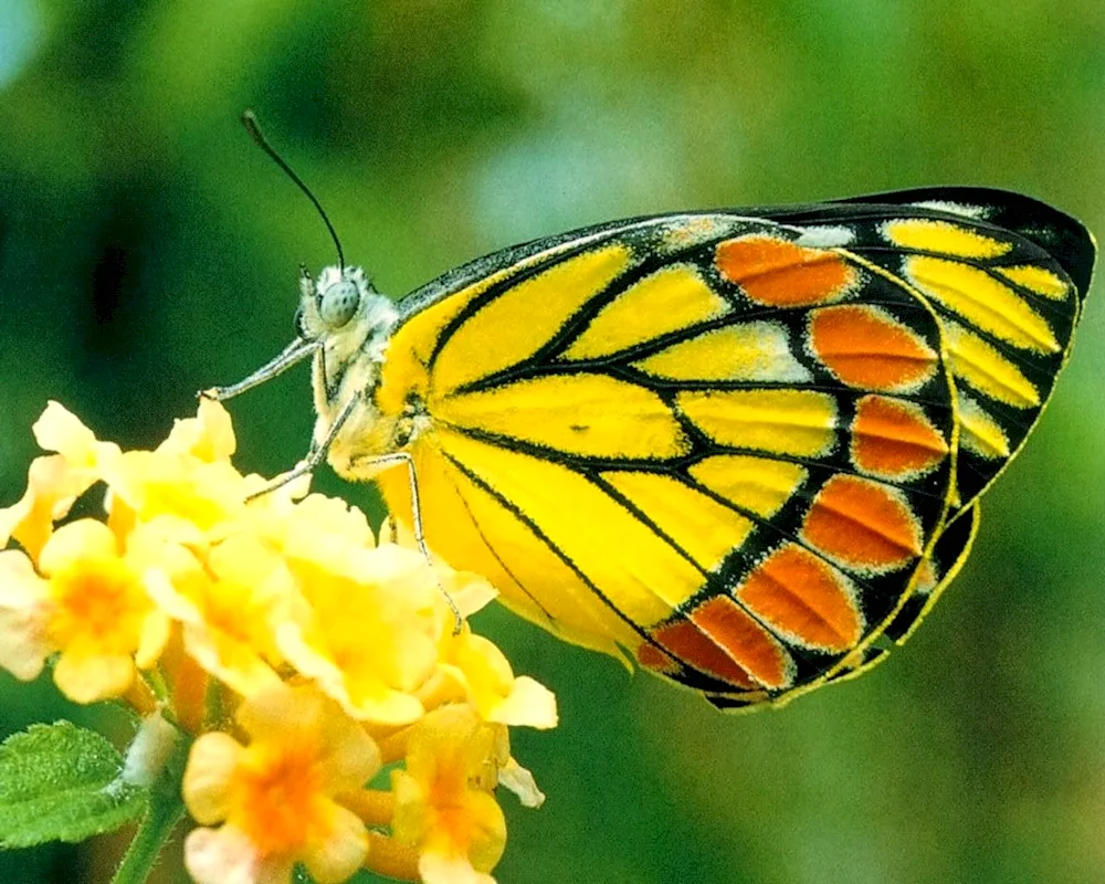 Beautiful butterflies