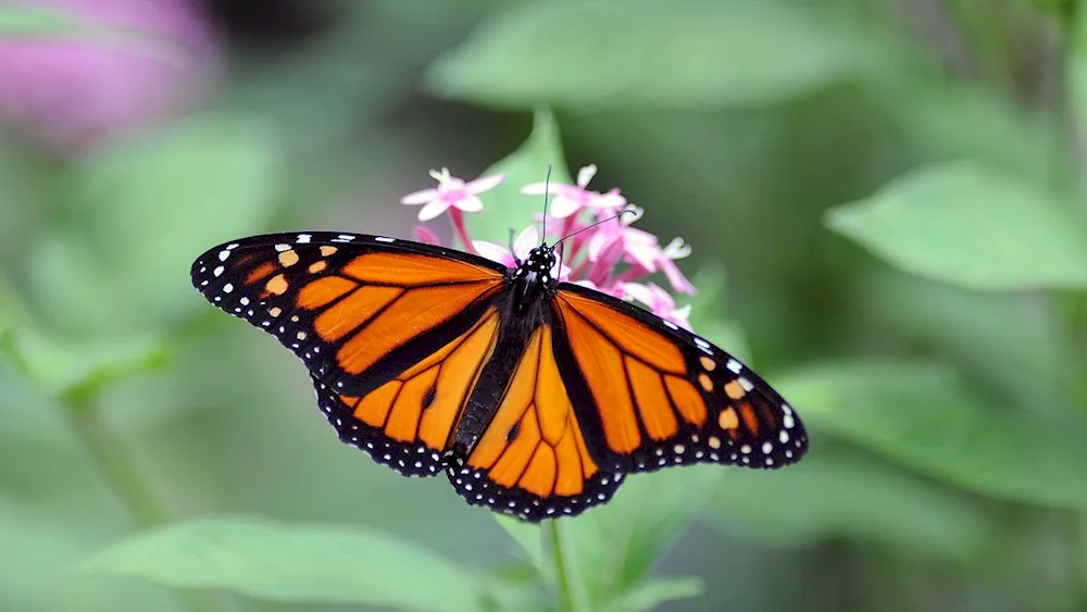 Butterflies flying