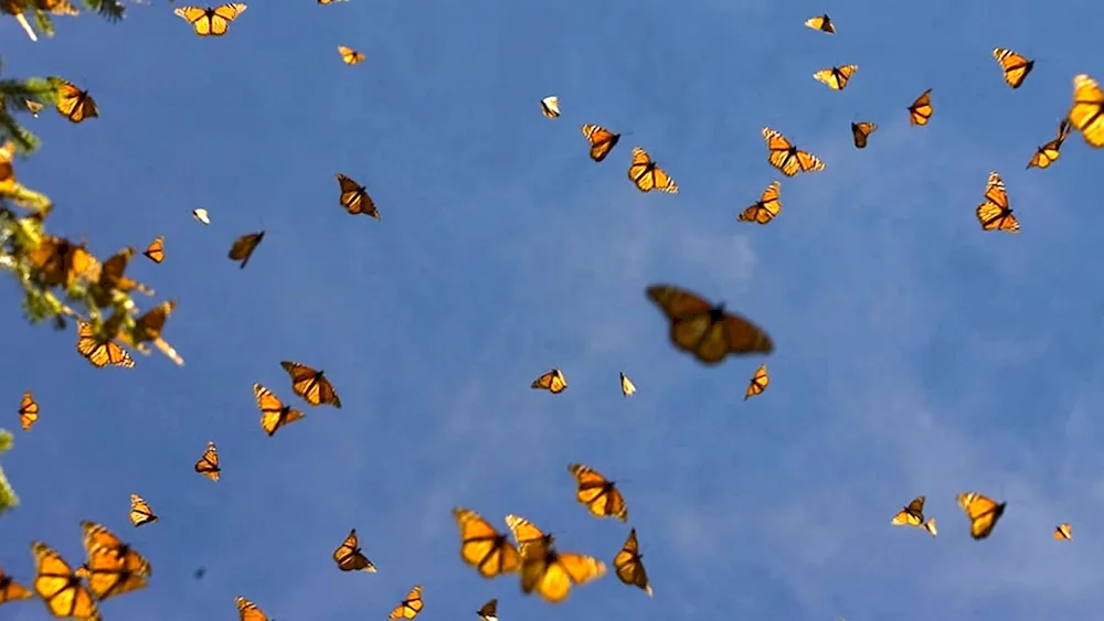 Beautiful butterflies