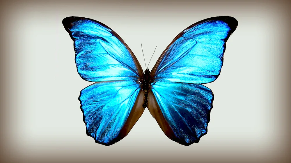 Butterfly Morpho Menelaus