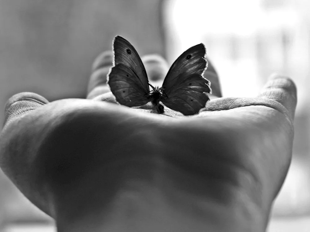 Butterfly on palm