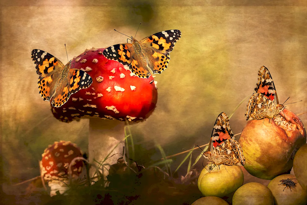 Bright butterflies